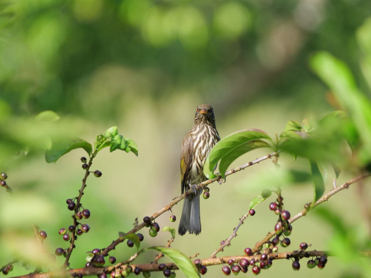 Palmchat - ML637903575