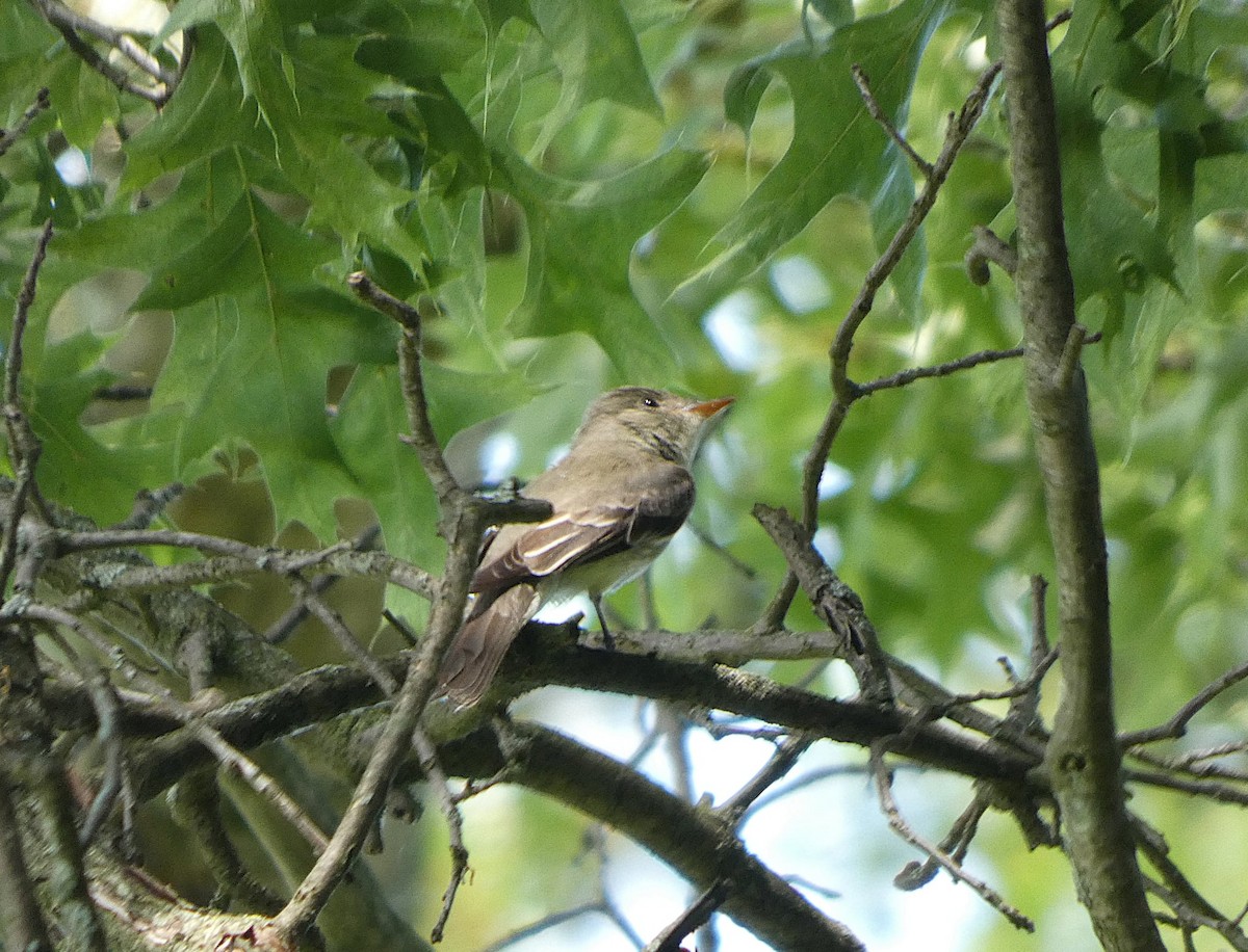 Eastern Wood-Pewee - ML637903599