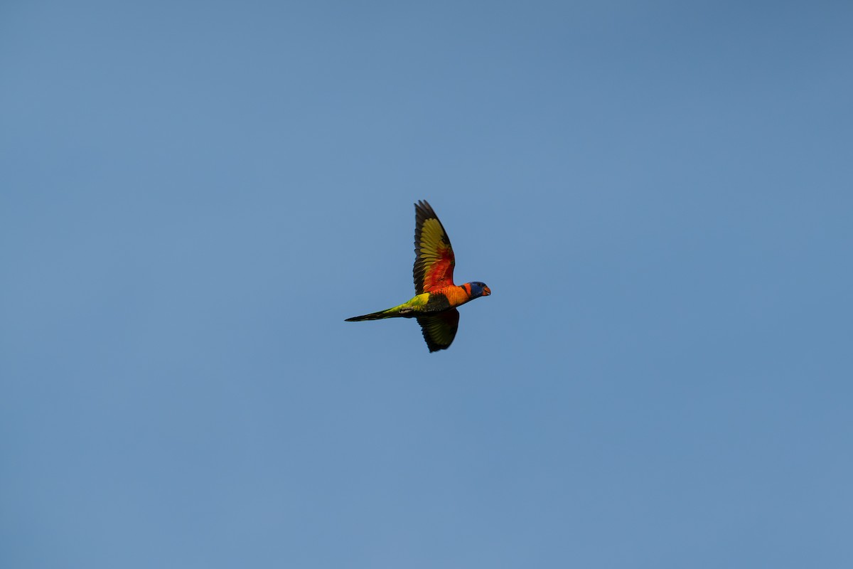 Loriquet à col rouge - ML637903607