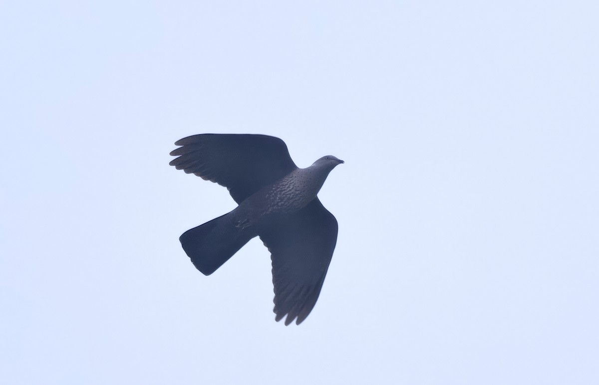 Yazılı Zeytin Güvercini - ML637903625