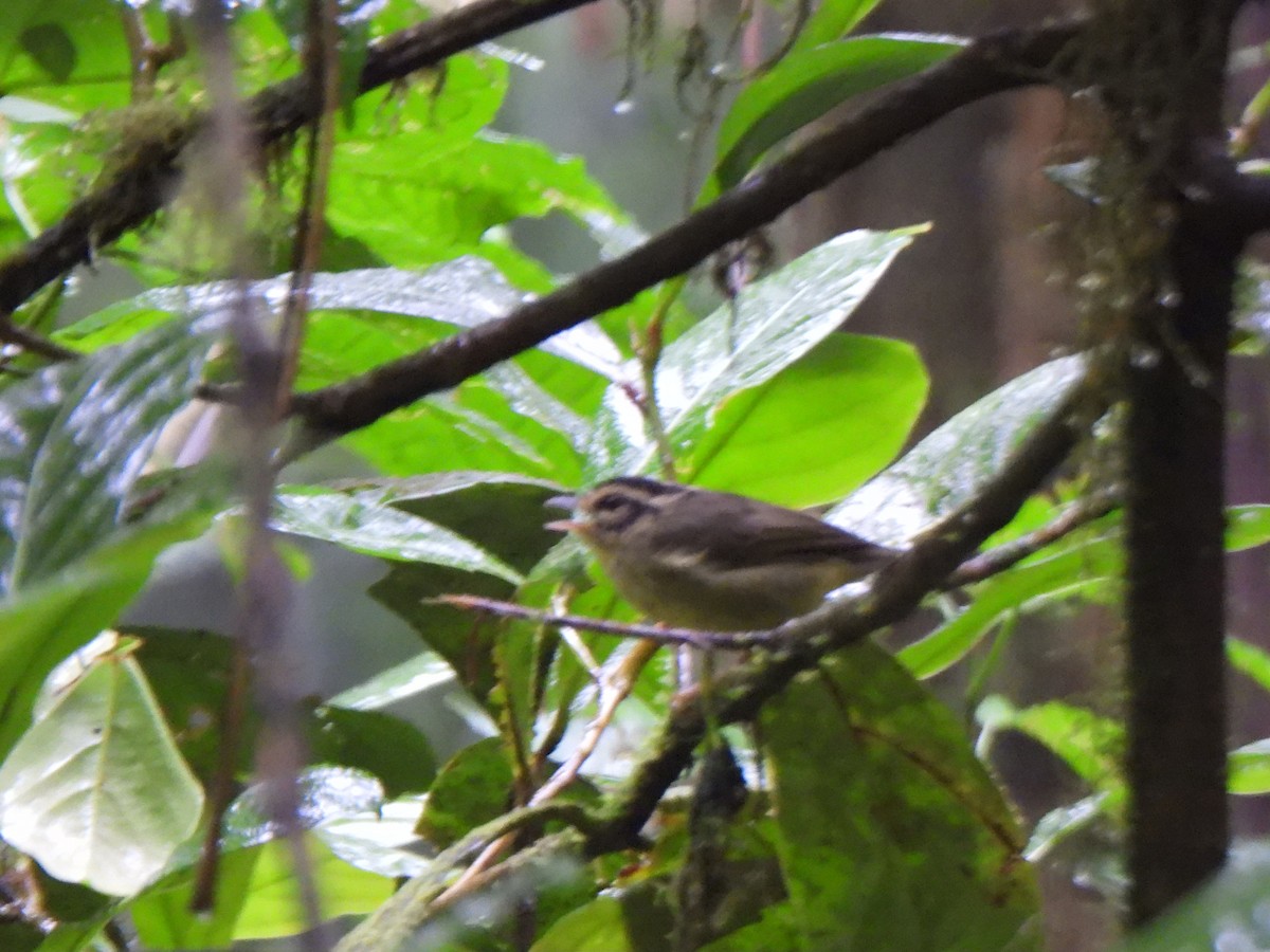 Costa Rican Warbler - ML637903639