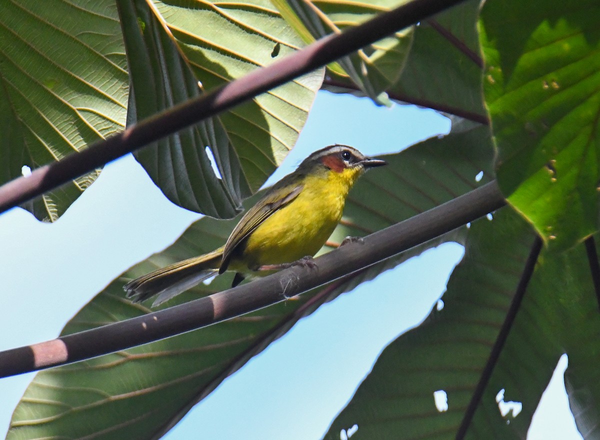 Chestnut-capped Warbler - ML637903649