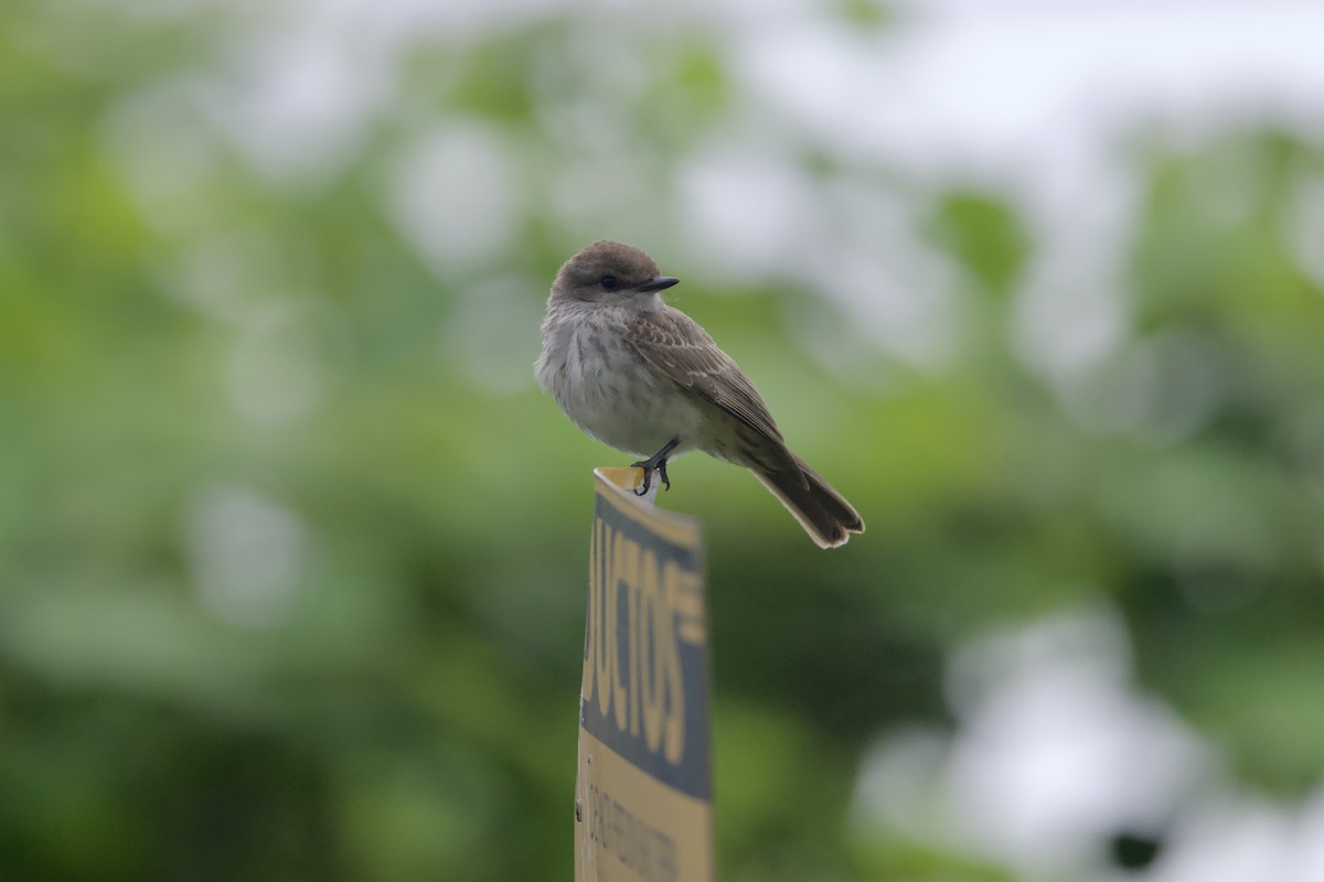 Vermilion Flycatcher (Northern) - ML637903656