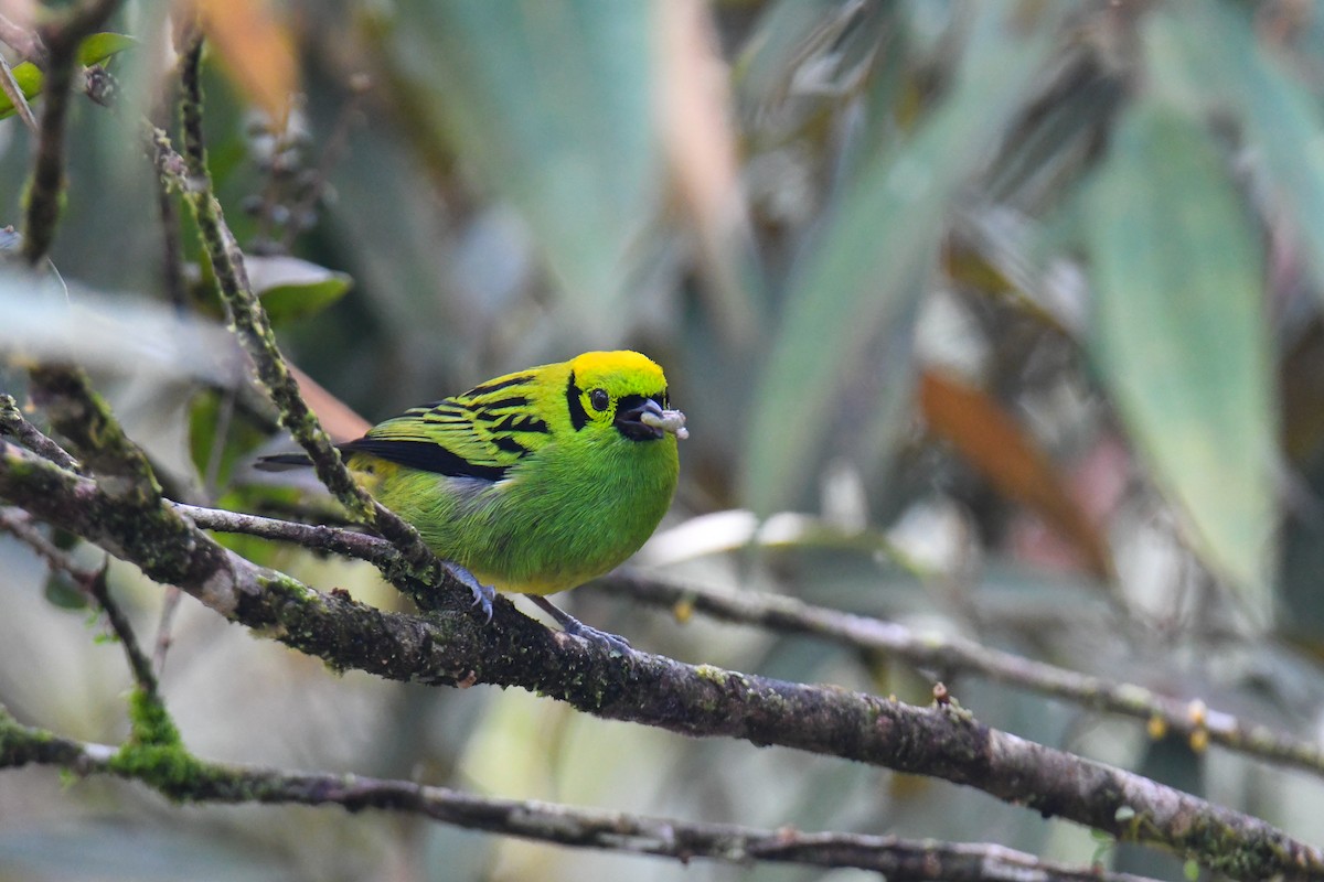 Emerald Tanager - ML637903660