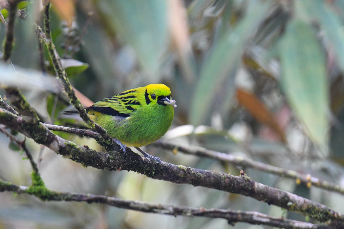 Emerald Tanager - ML637903661