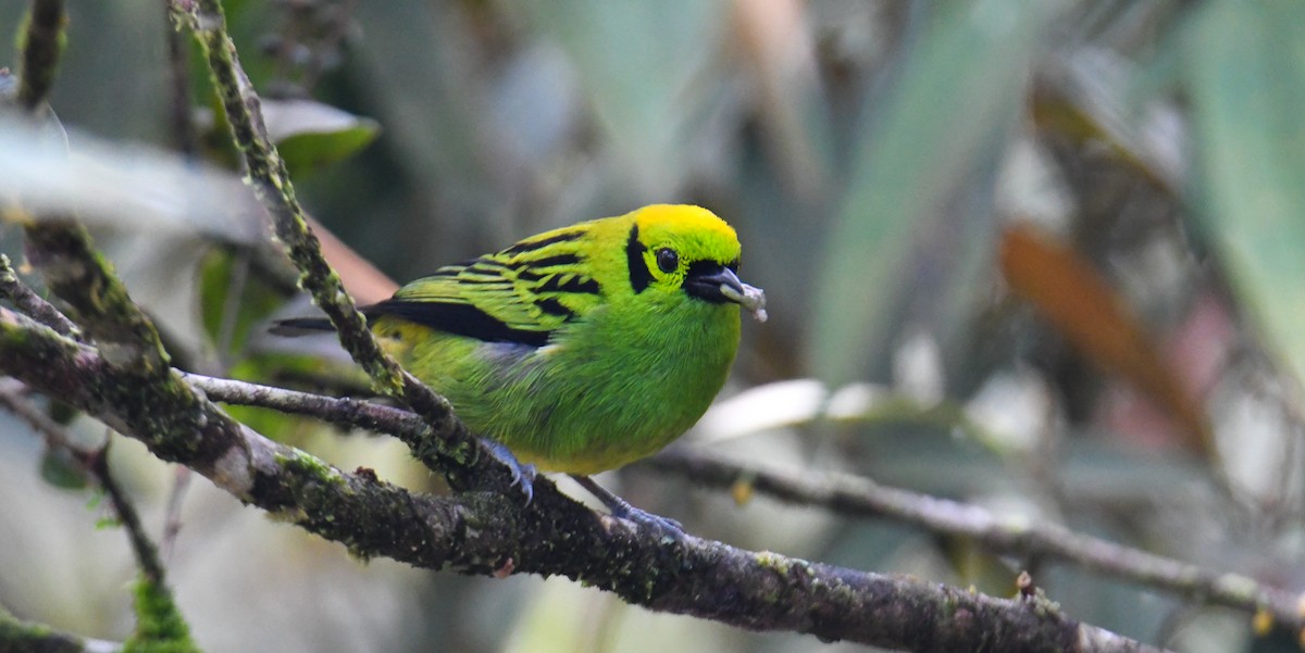 Emerald Tanager - ML637903665