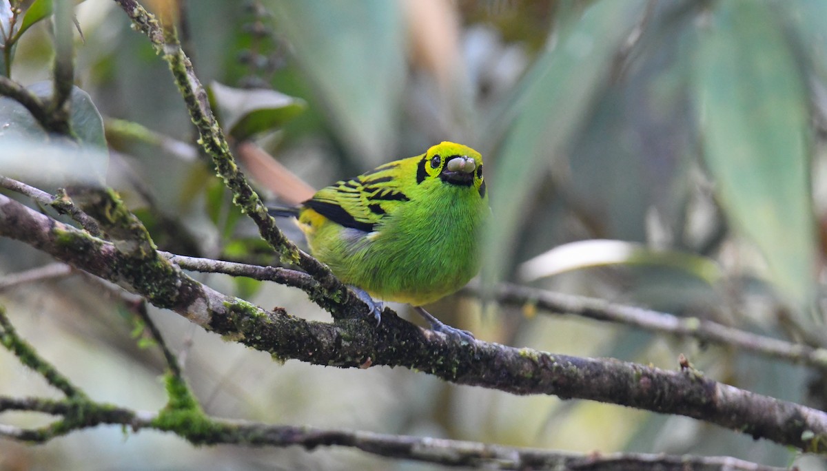 Emerald Tanager - ML637903666