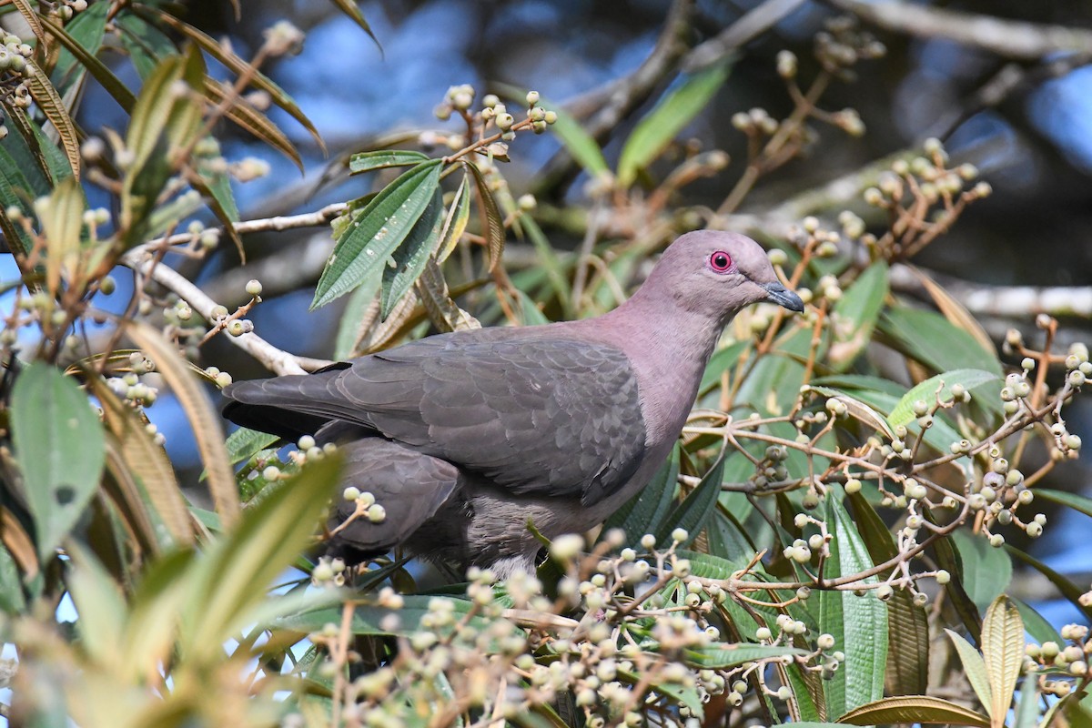 Short-billed Pigeon - ML637903669
