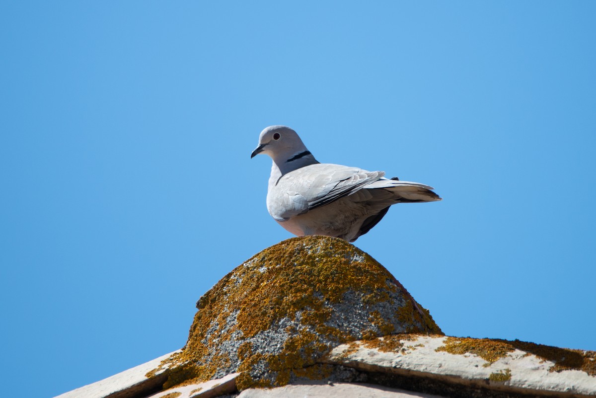 灰斑鳩 - ML637903690