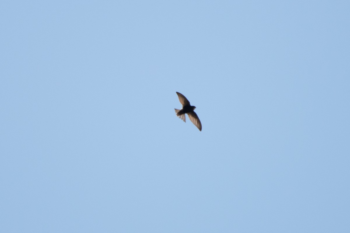 Alpine Swift - ML637903696