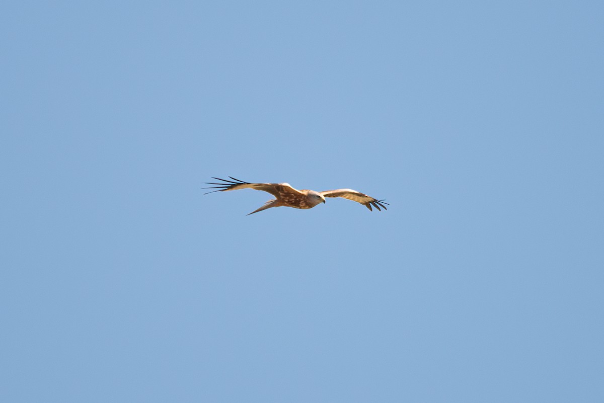 Red Kite - ML637903702