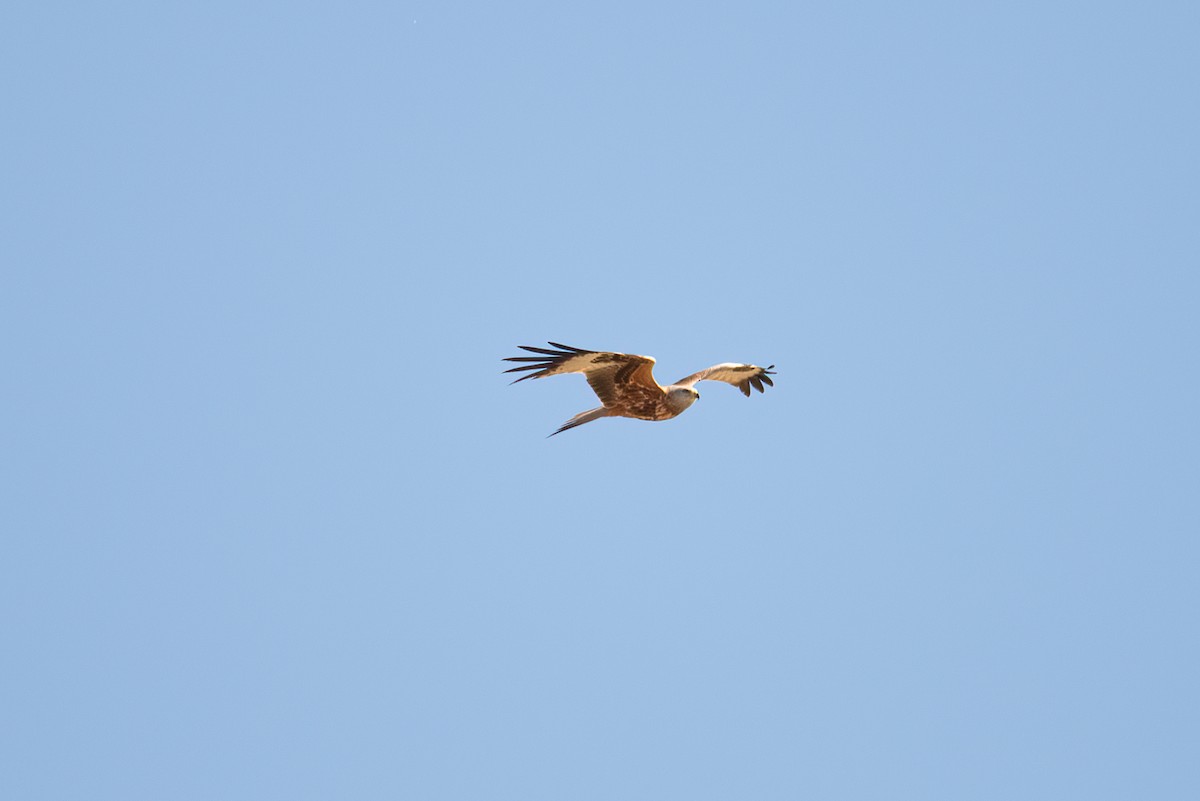 Red Kite - ML637903703