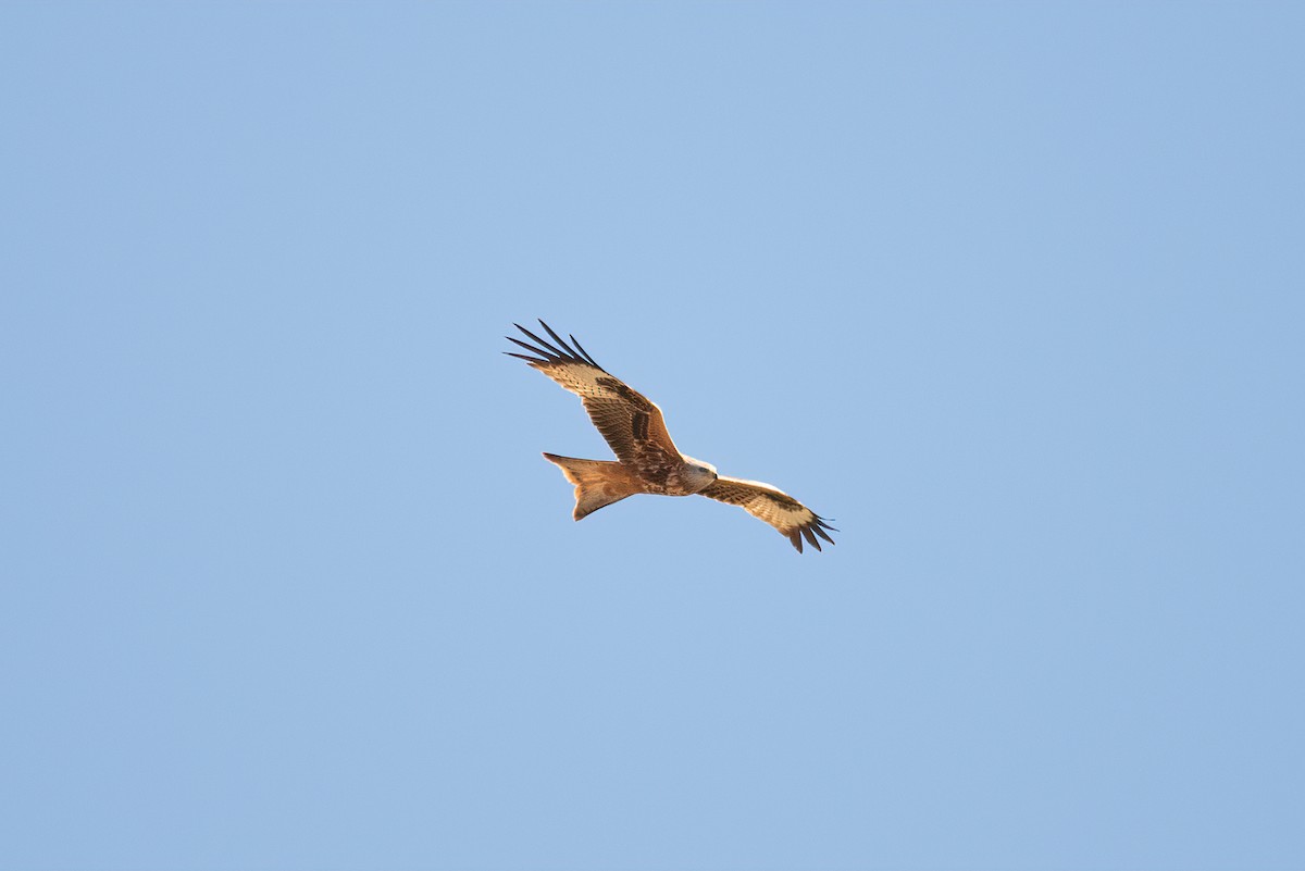 Red Kite - ML637903704