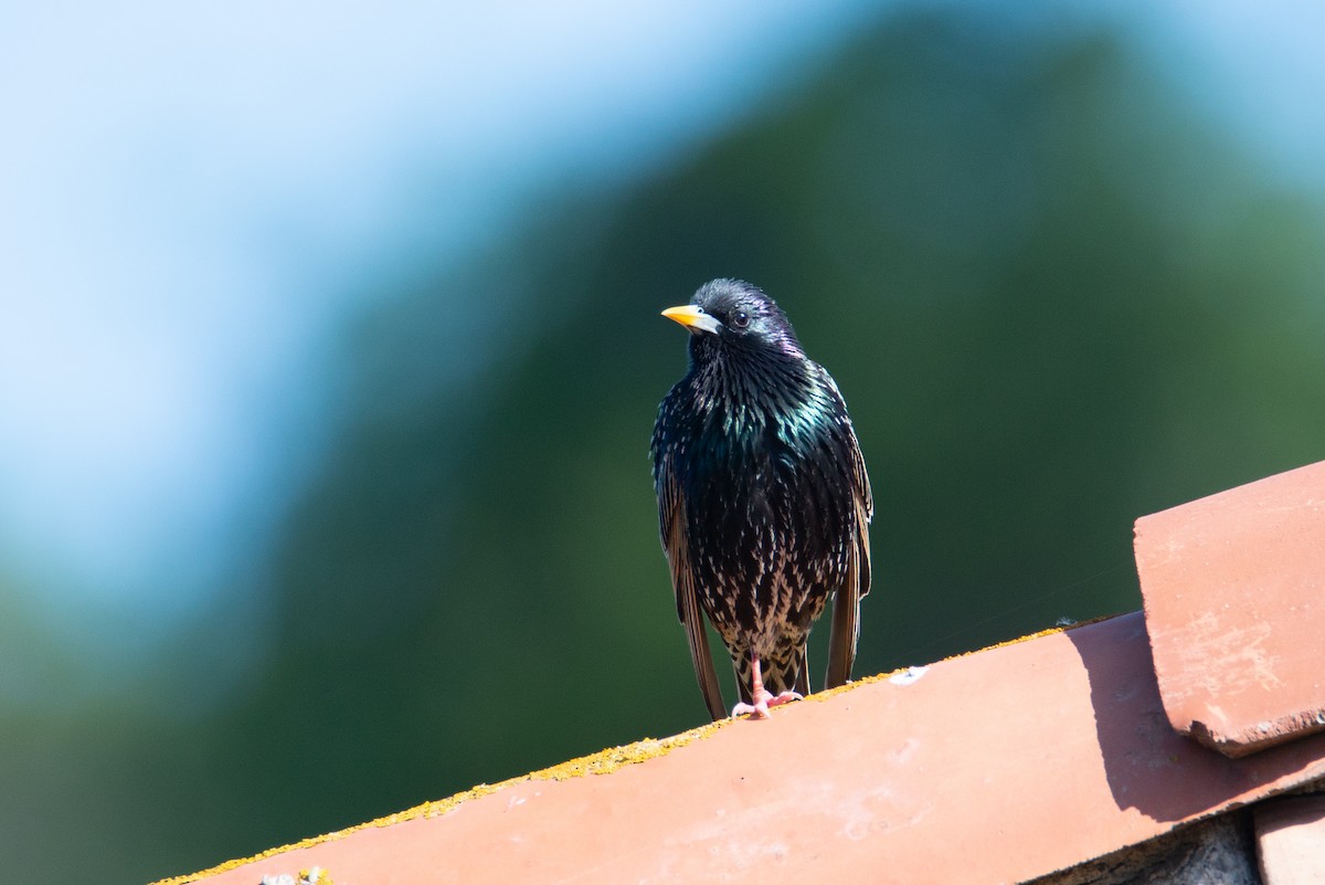 歐洲椋鳥 - ML637903717