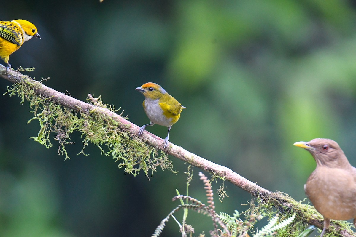 Tawny-capped Euphonia - ML637903729