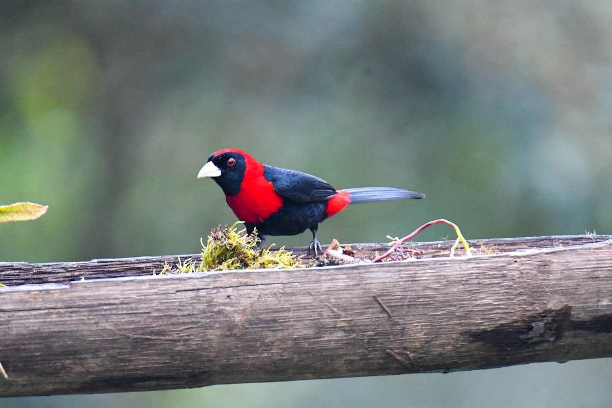 Crimson-collared Tanager - ML637903743