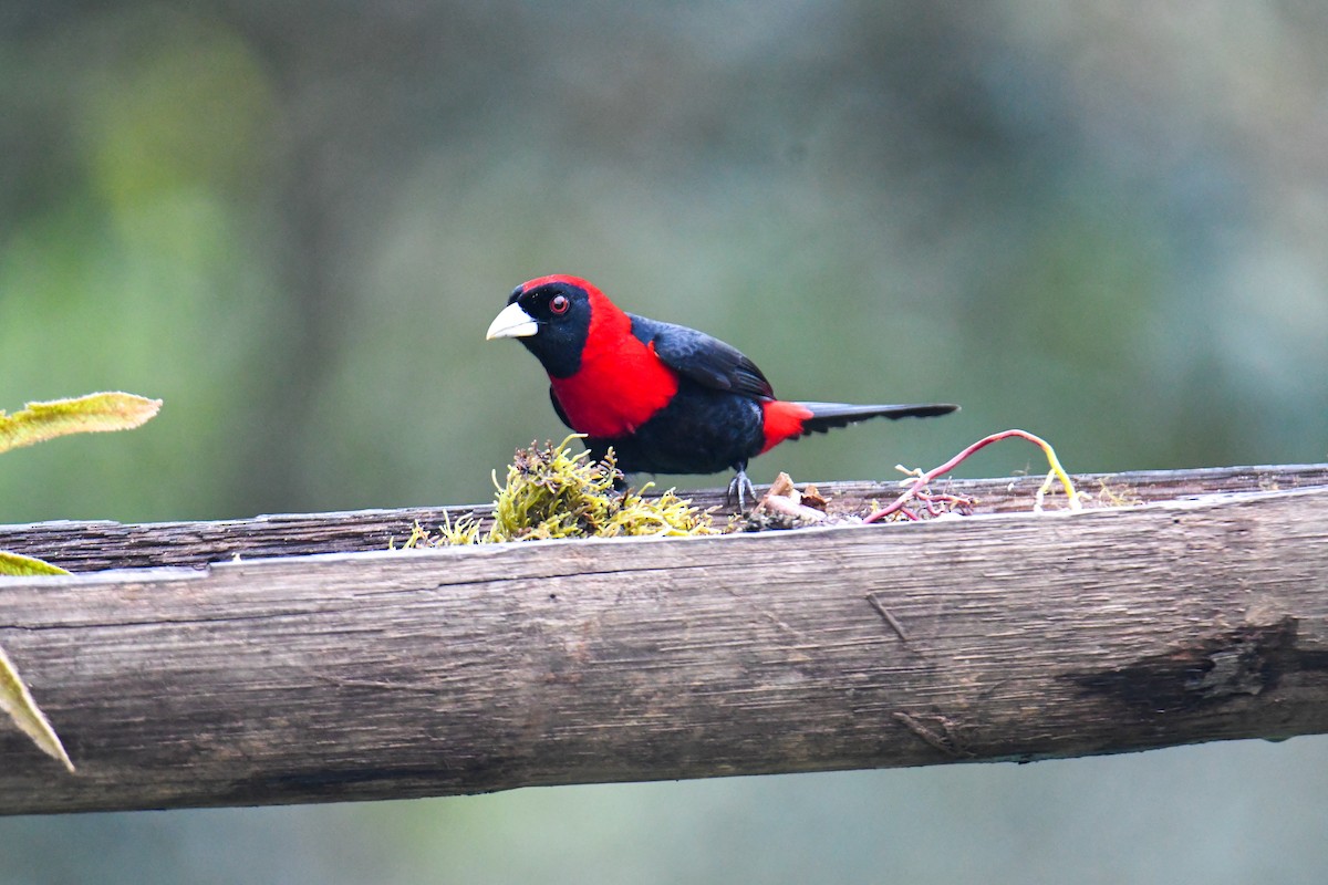 Crimson-collared Tanager - ML637903744