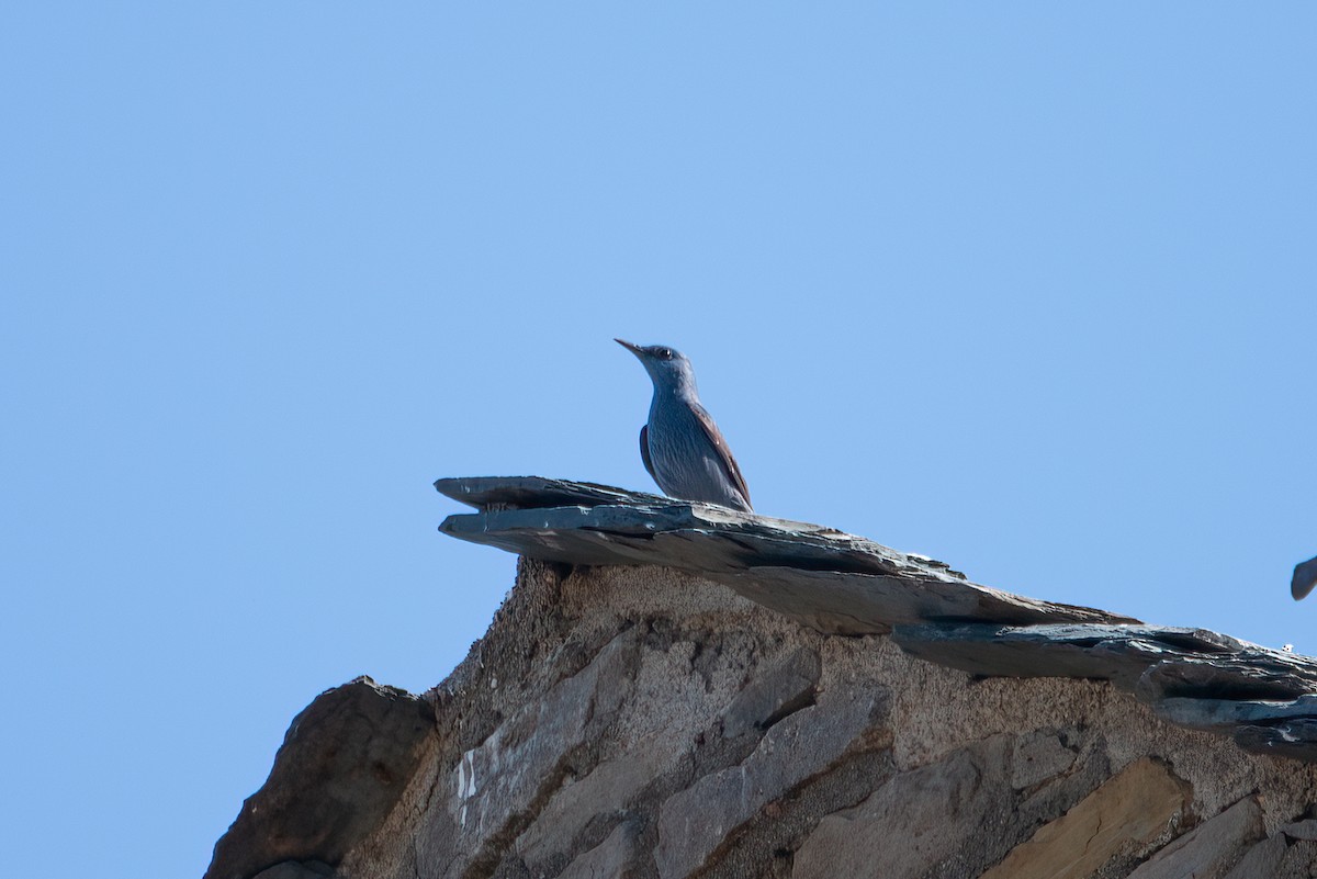 Blue Rock-Thrush - ML637903745