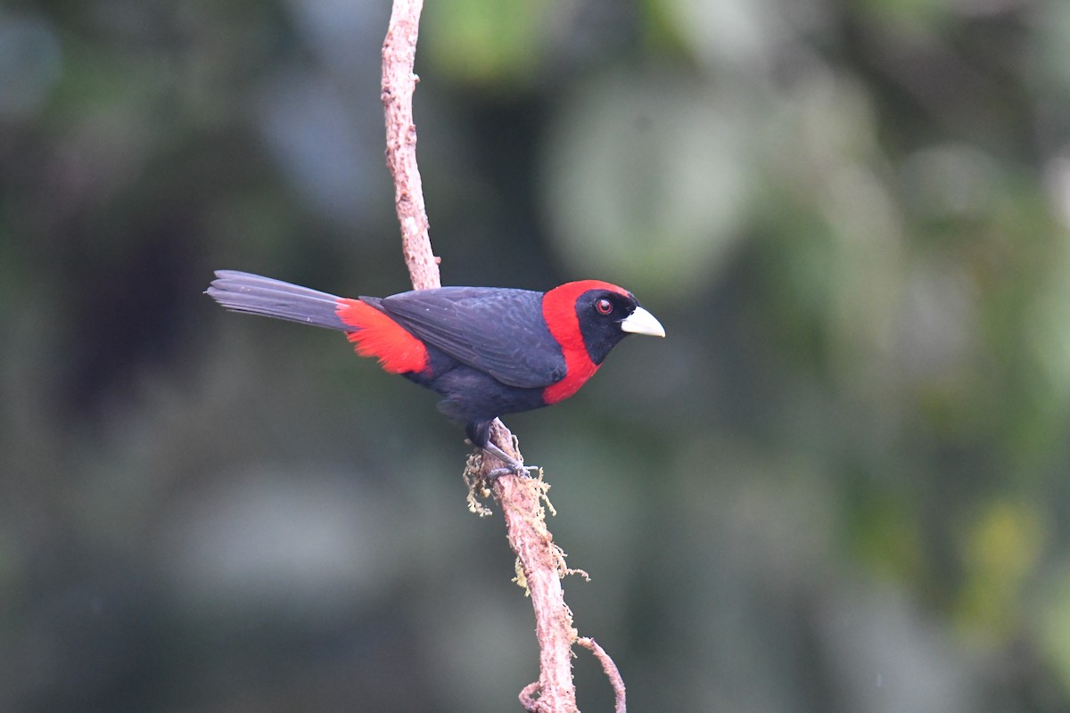Crimson-collared Tanager - ML637903747
