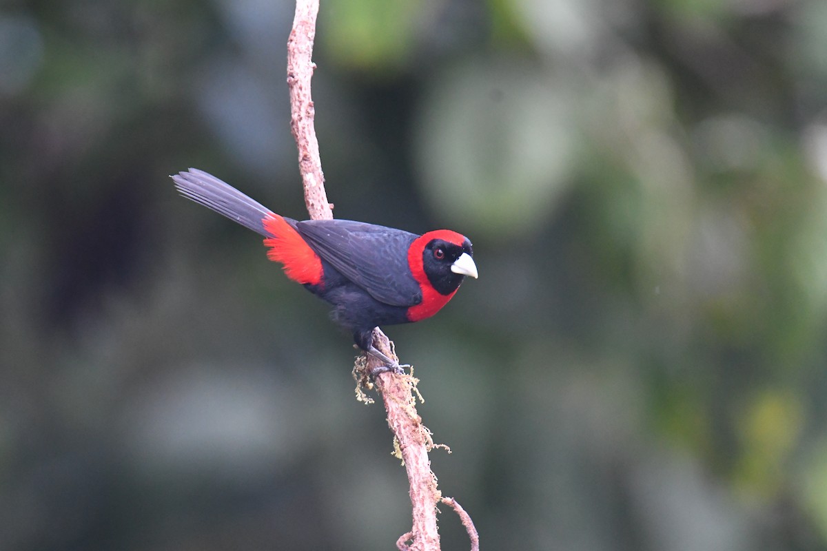 Crimson-collared Tanager - ML637903748