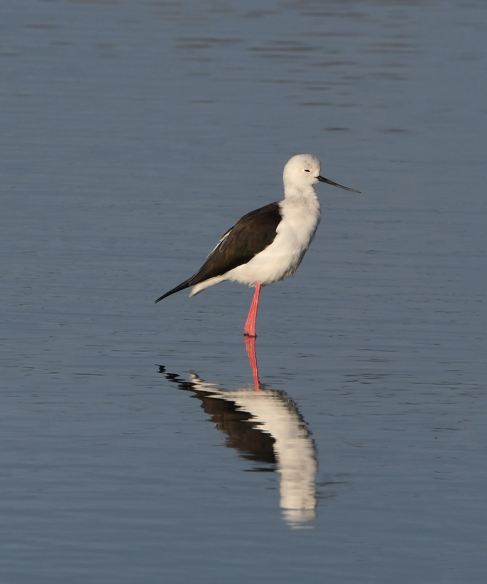 Black-winged Stilt - ML637903757