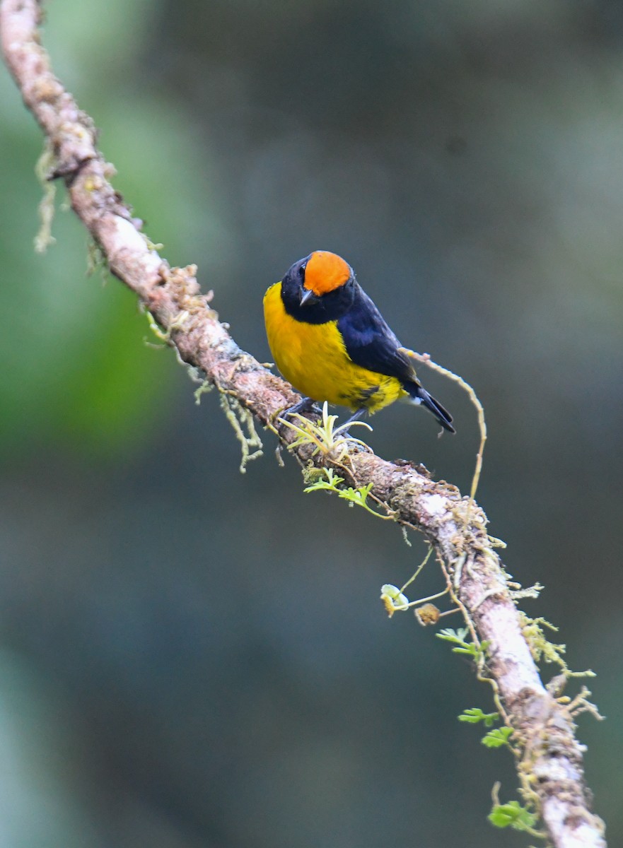 Tawny-capped Euphonia - ML637903767