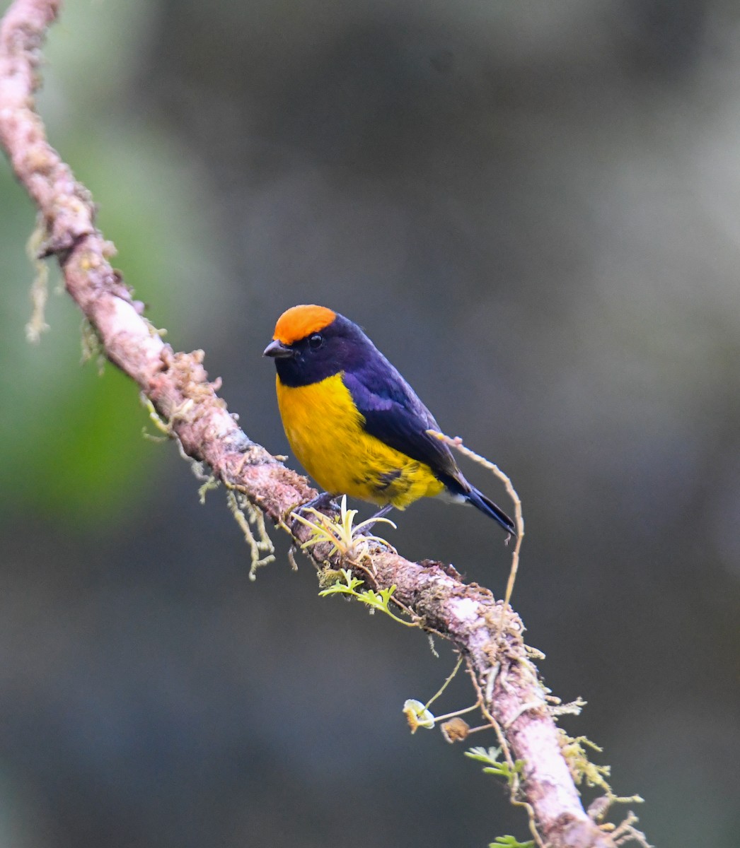 Tawny-capped Euphonia - ML637903768