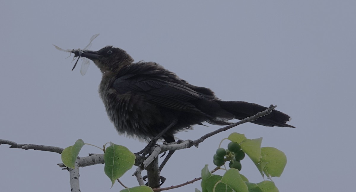 Boat-tailed Grackle - ML637903769
