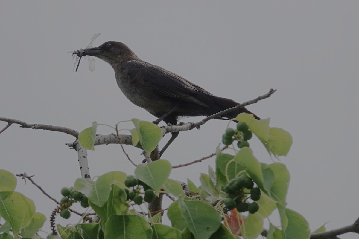 Boat-tailed Grackle - ML637903771