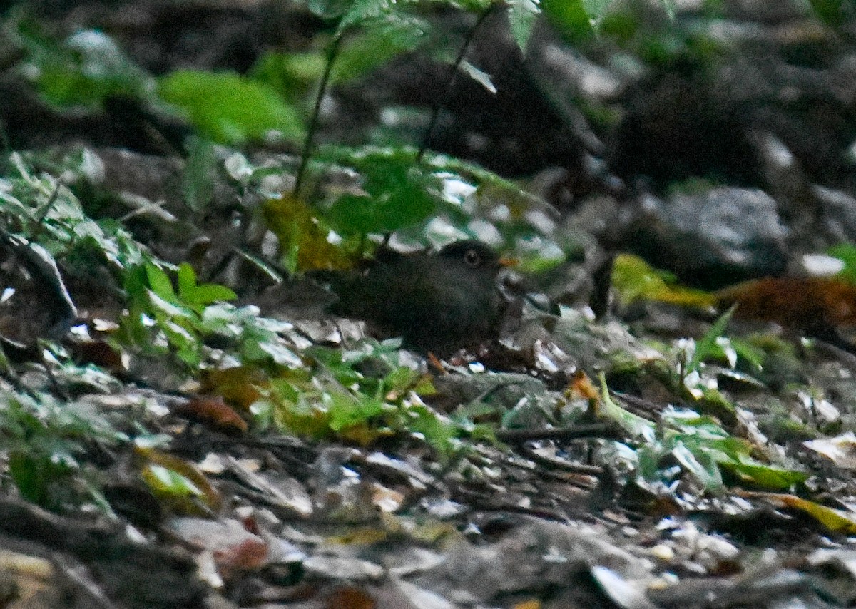 Black-headed Nightingale-Thrush - ML637903773