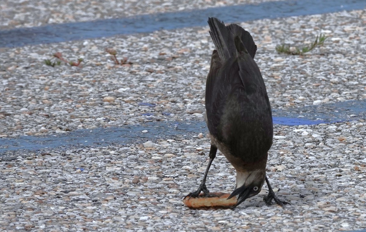 Boat-tailed Grackle - ML637903776