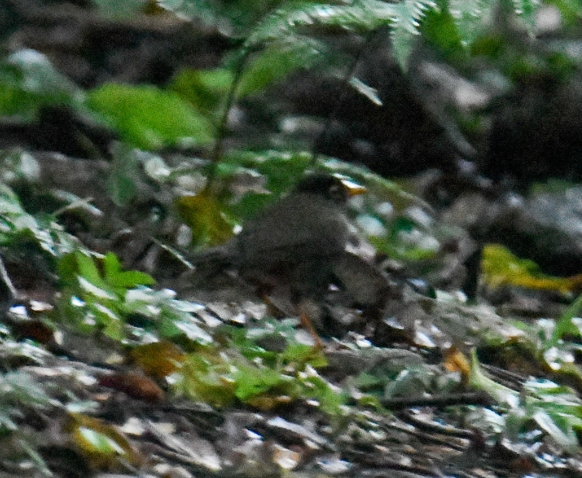 Black-headed Nightingale-Thrush - ML637903777