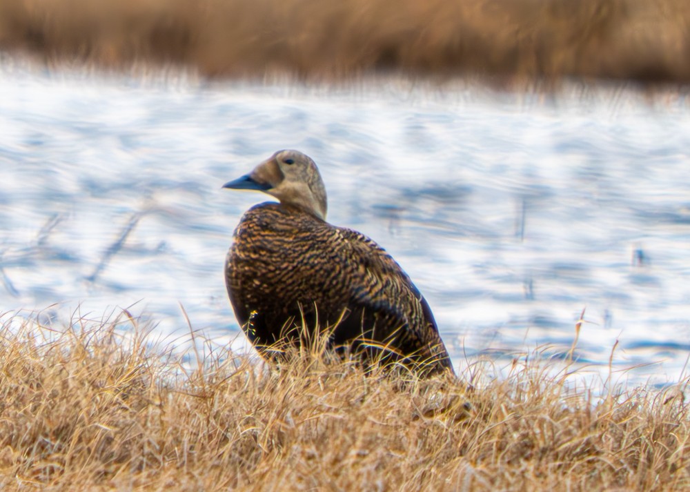 kajka brýlatá - ML637903781