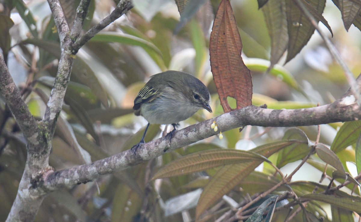Mistletoe Tyrannulet - ML637903815