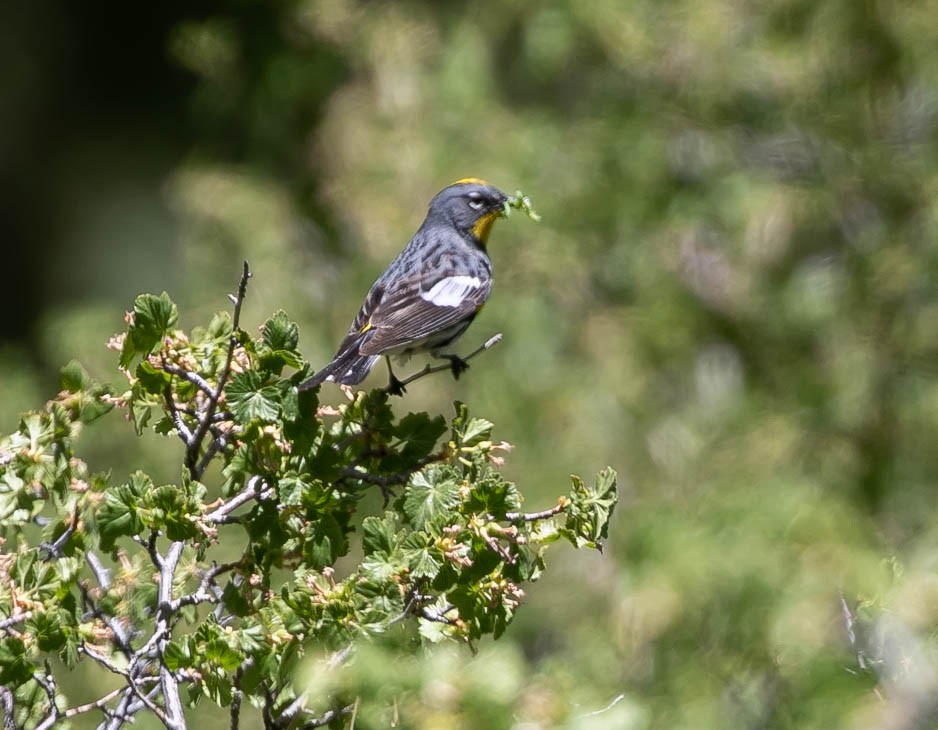 Yellow-rumped Warbler (Audubon's) - ML637903824