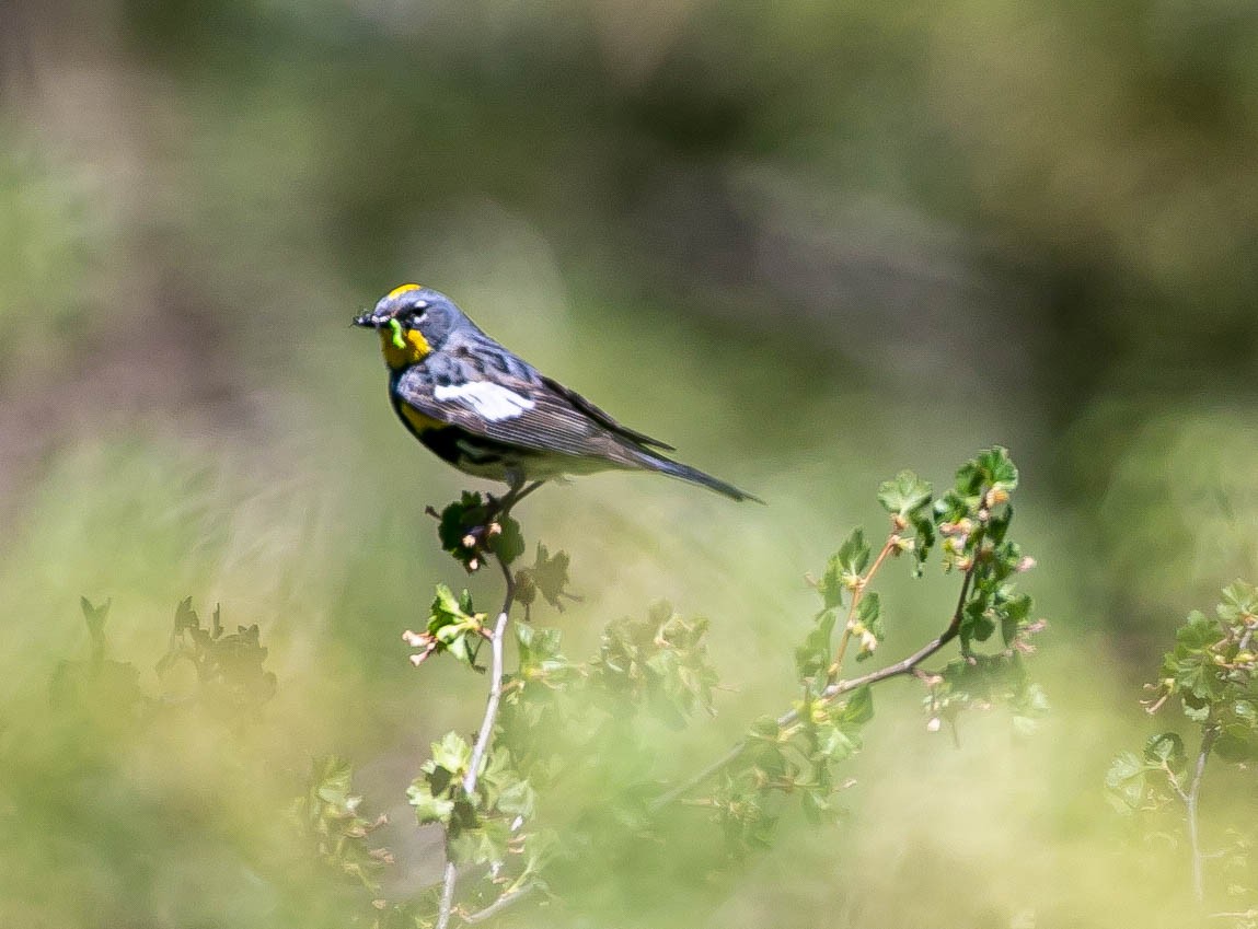 Yellow-rumped Warbler (Audubon's) - ML637903825