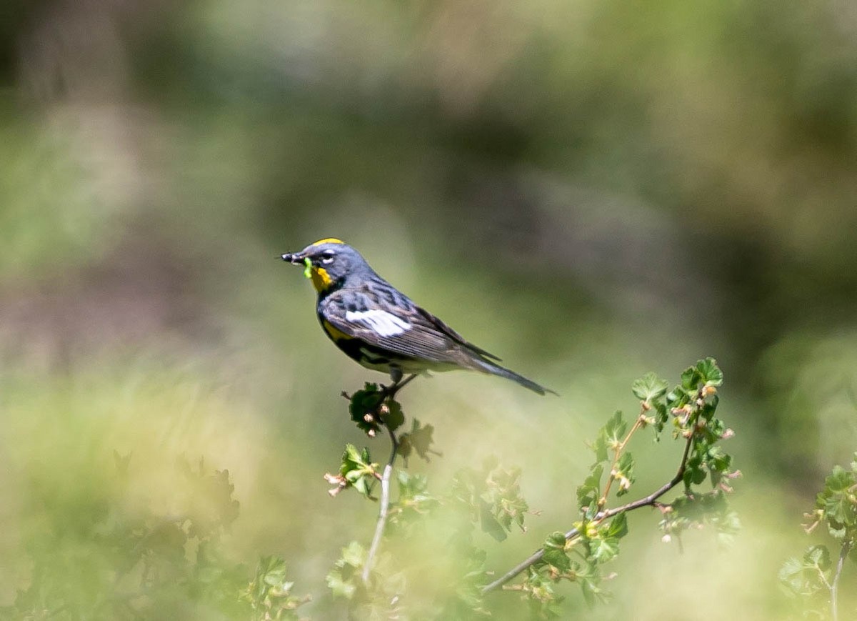 Yellow-rumped Warbler (Audubon's) - ML637903826