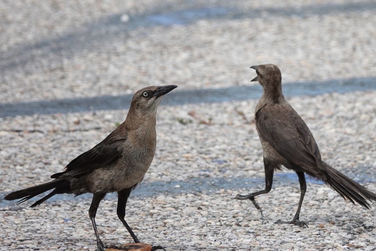 Boat-tailed Grackle - ML637903828