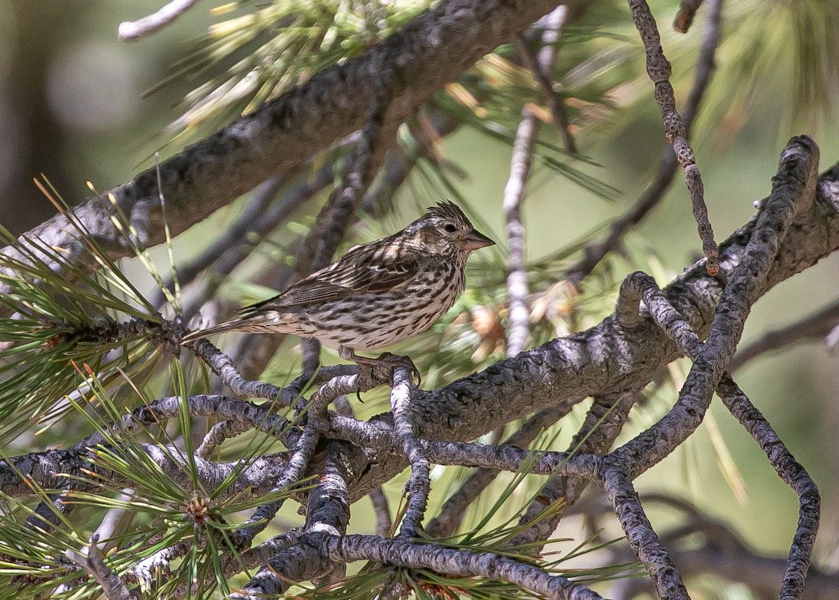 Cassin's Finch - ML637903841