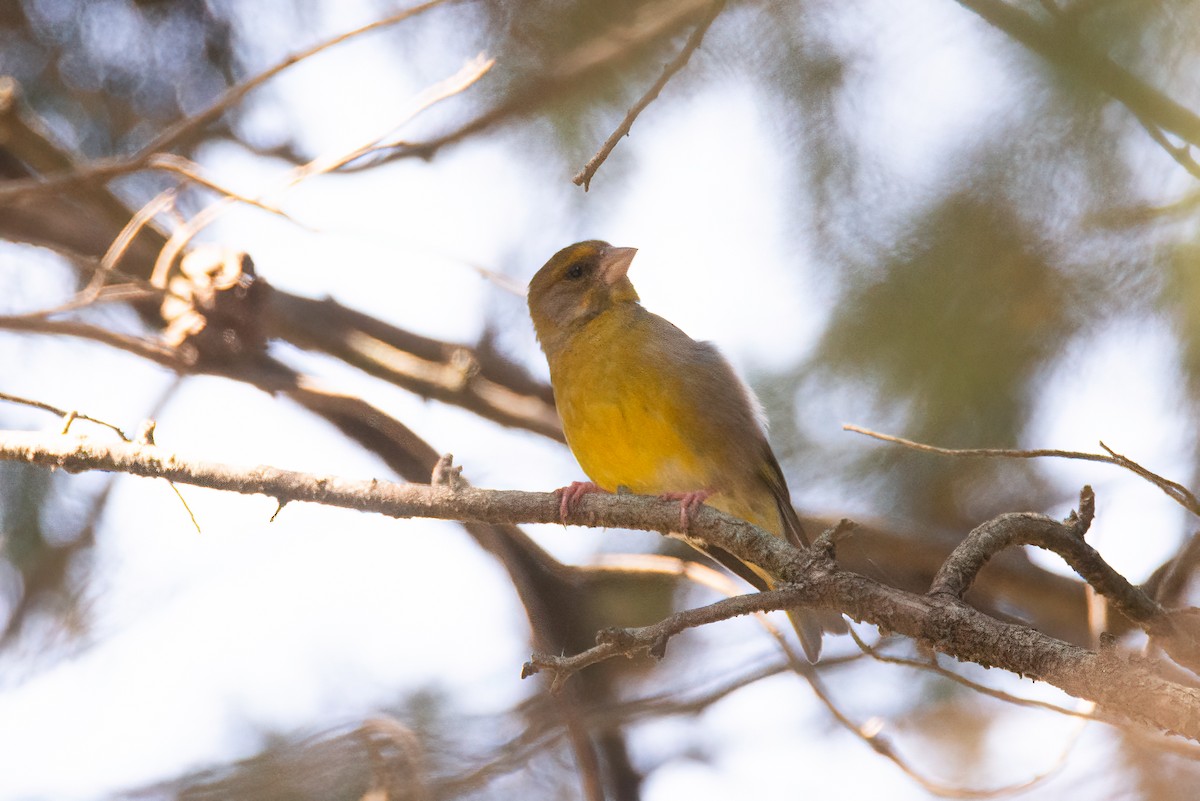 European Greenfinch - ML637903842