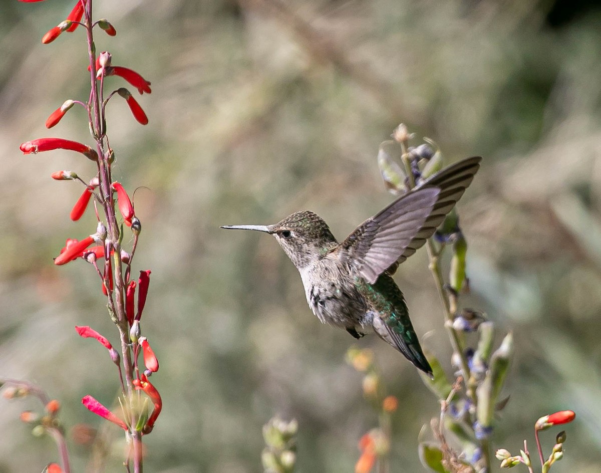 Anna's Hummingbird - ML637903857