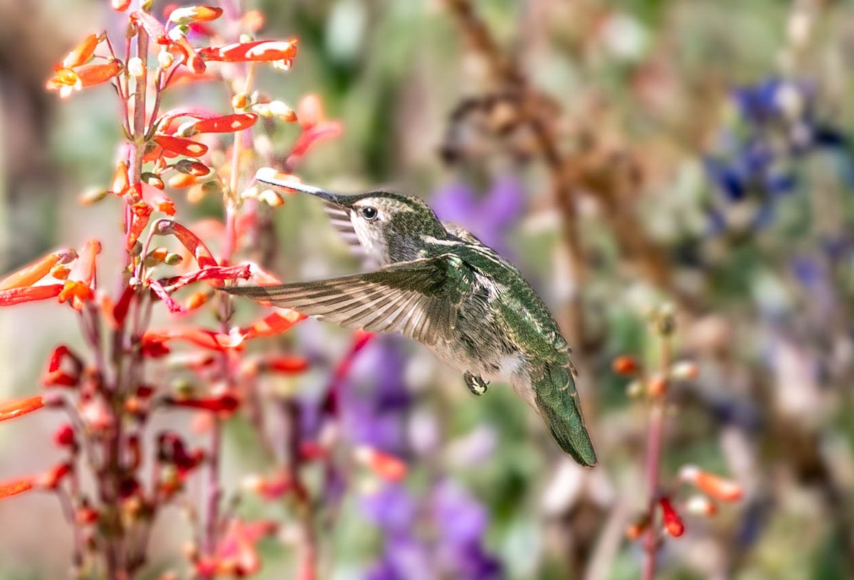 Anna's Hummingbird - ML637903858