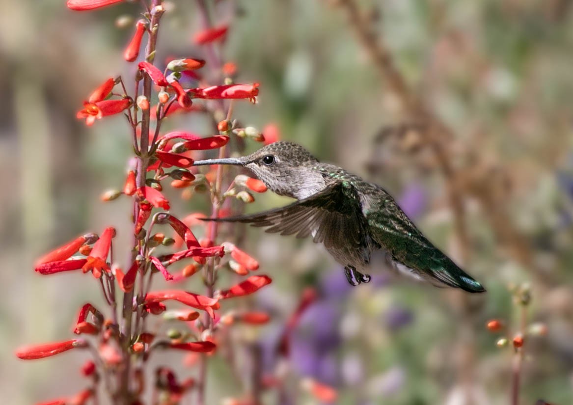 Anna's Hummingbird - ML637903859