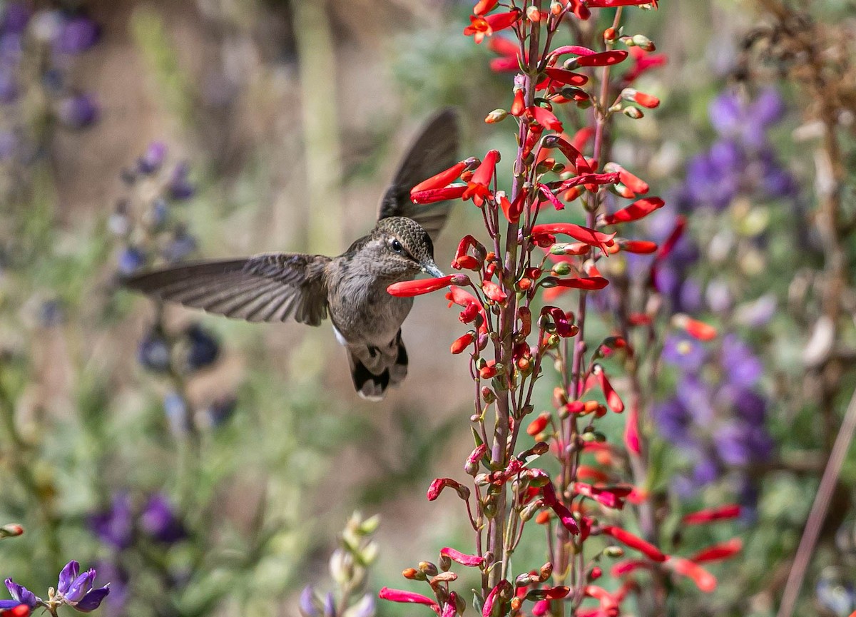 Anna's Hummingbird - ML637903861