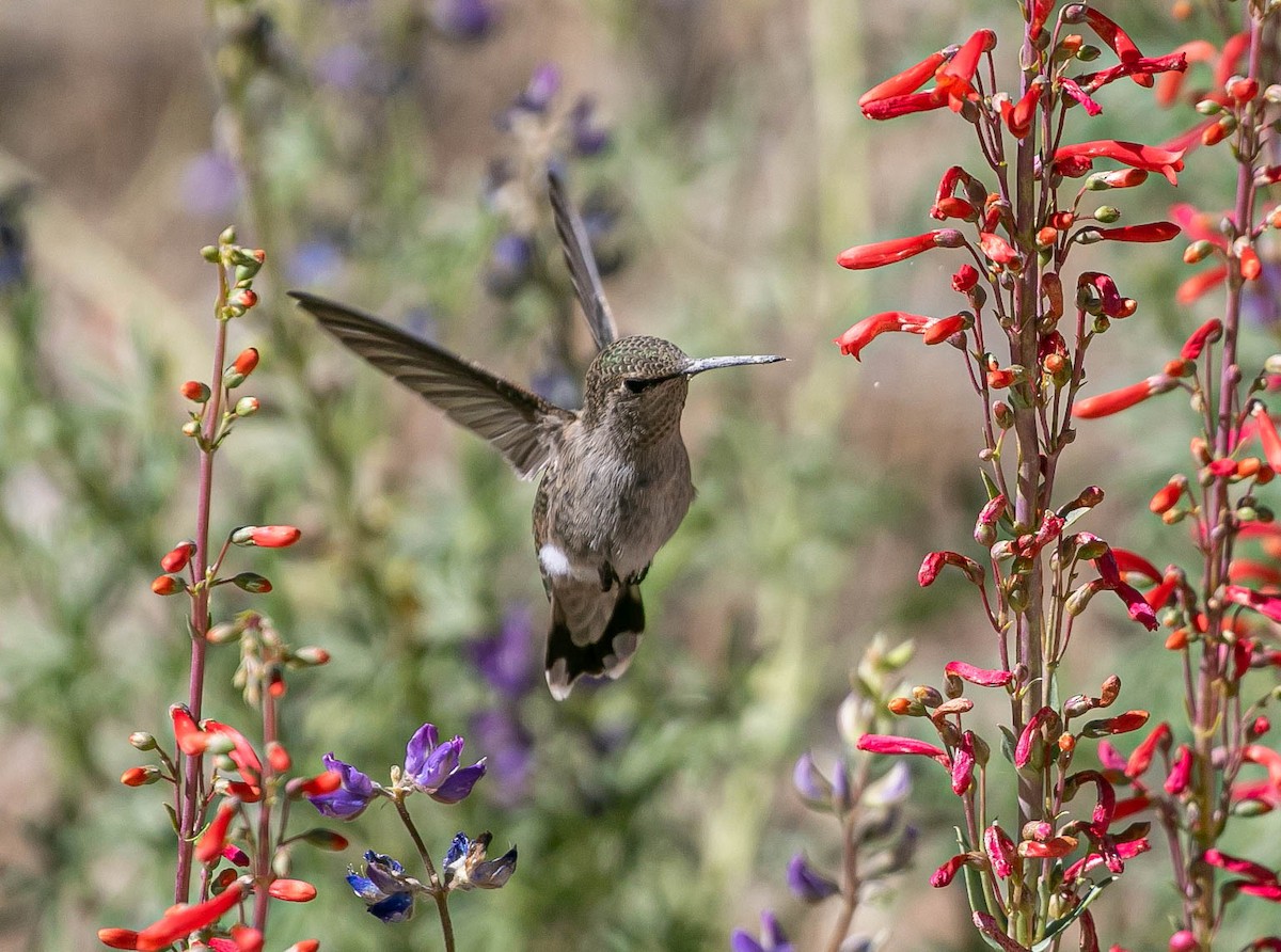 Anna's Hummingbird - ML637903864