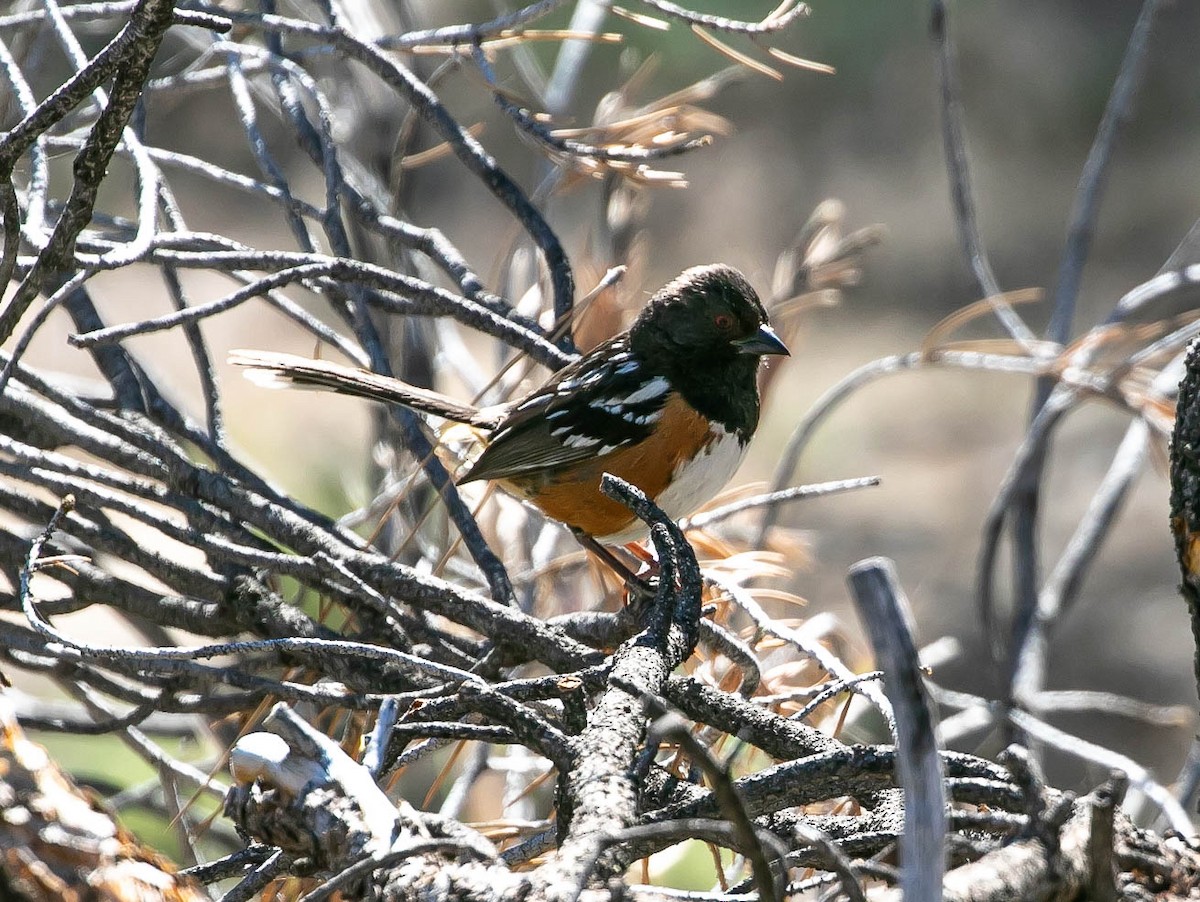 Spotted Towhee - ML637903869