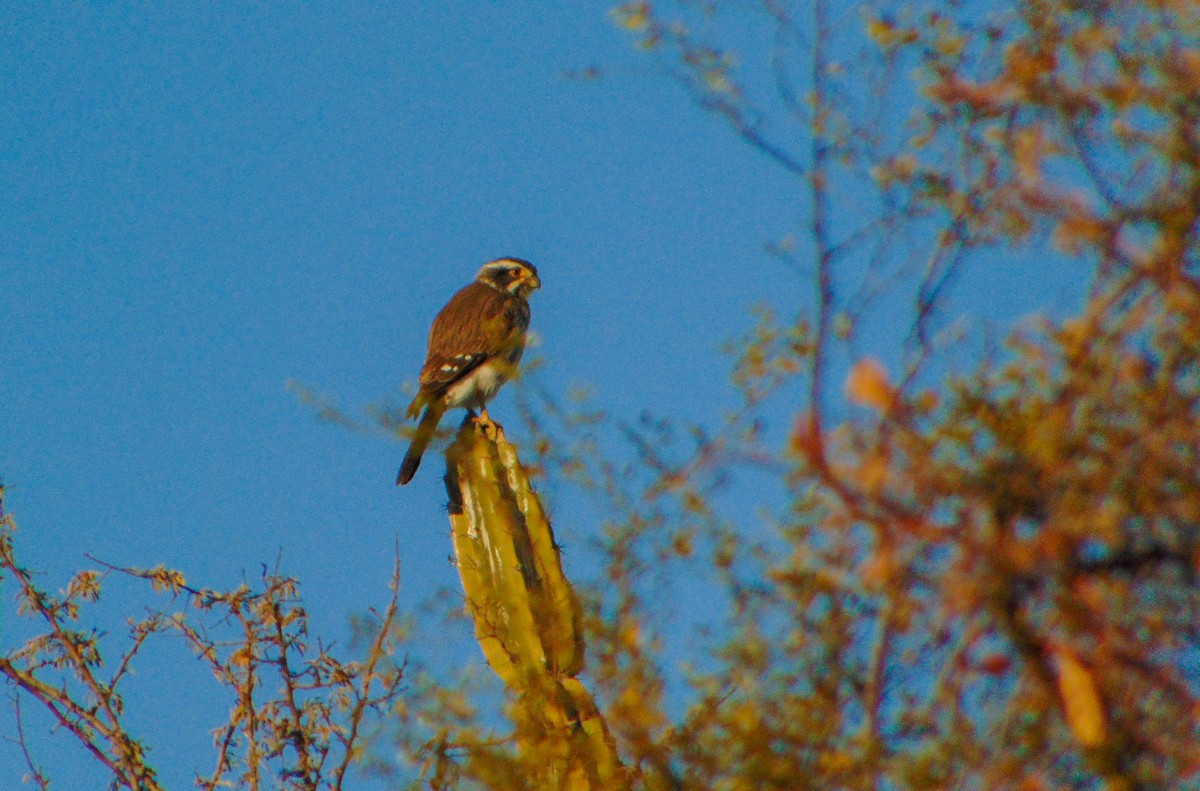 Spot-winged Falconet - ML637903967