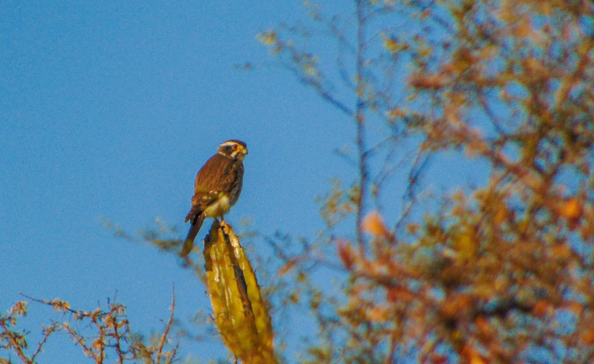 Spot-winged Falconet - ML637903968