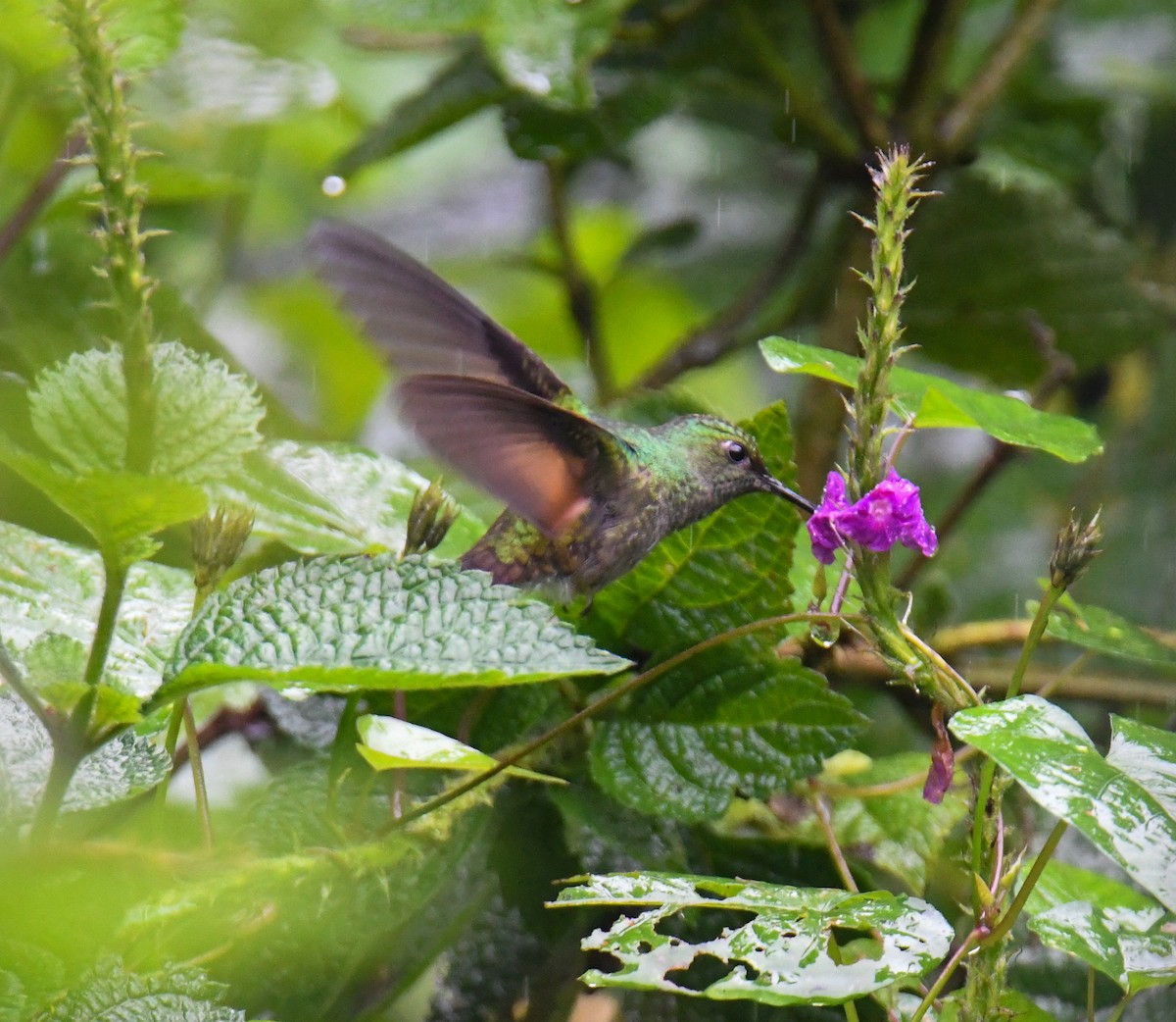 Stripe-tailed Hummingbird - ML637904039