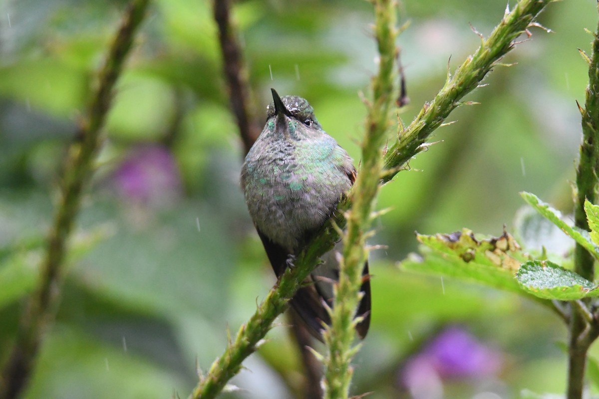 Stripe-tailed Hummingbird - ML637904094